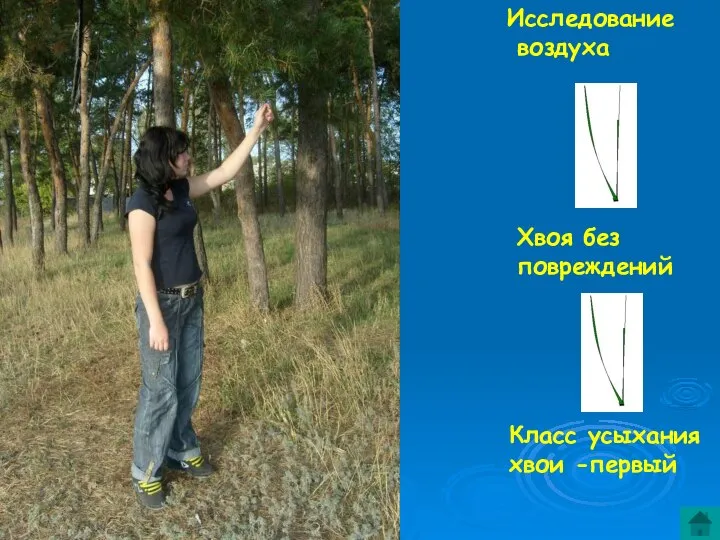 Хвоя без повреждений Класс усыхания хвои -первый Исследование воздуха