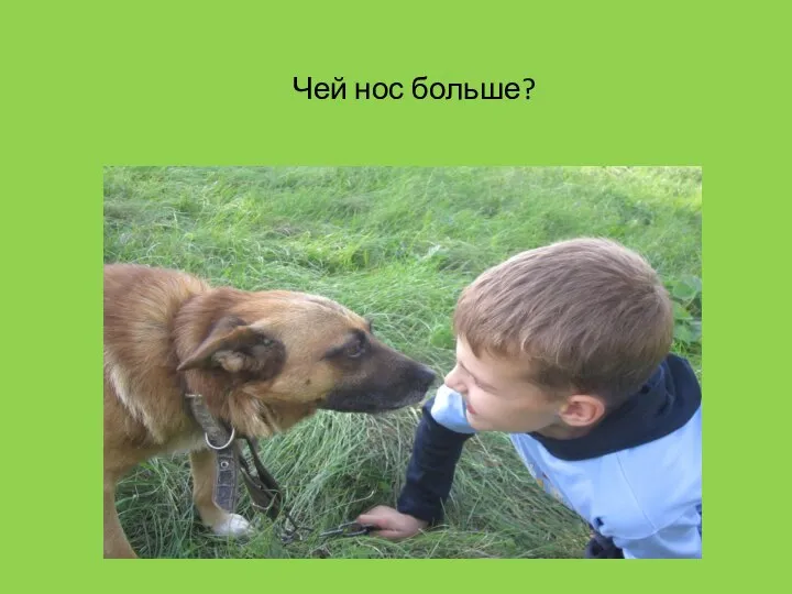 Чей нос больше?