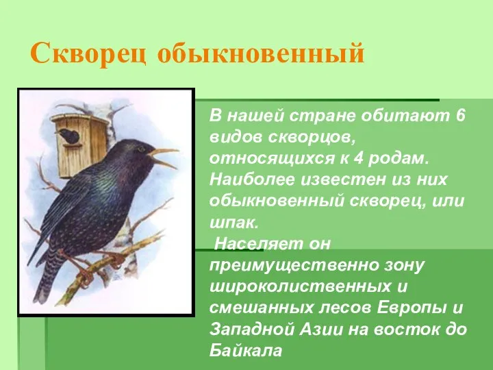 Скворец обыкновенный В нашей стране обитают 6 видов скворцов, относящихся к