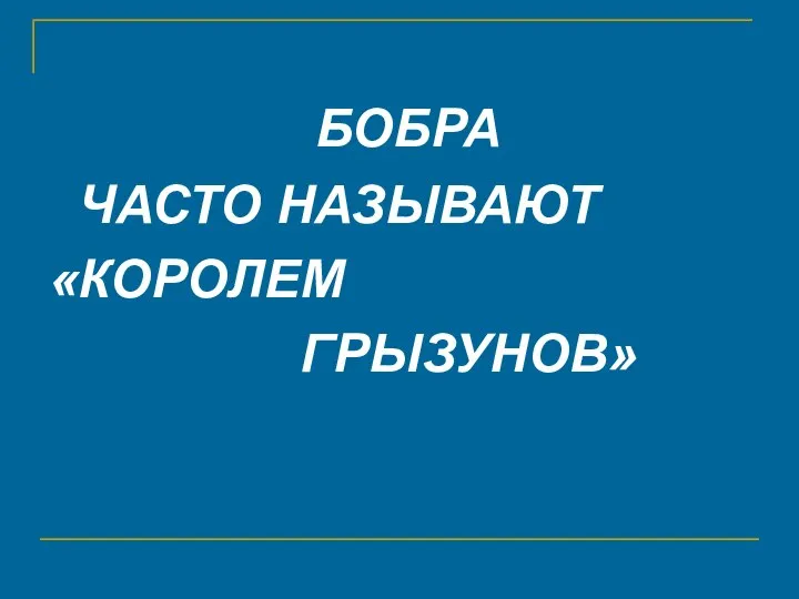 БОБРА ЧАСТО НАЗЫВАЮТ «КОРОЛЕМ ГРЫЗУНОВ»