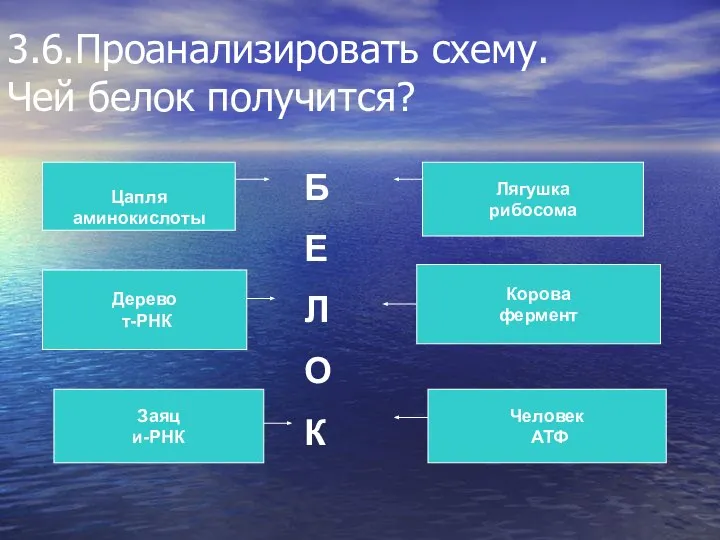 3.6.Проанализировать схему. Чей белок получится? Цапля аминокислоты Дерево т-РНК Заяц и-РНК