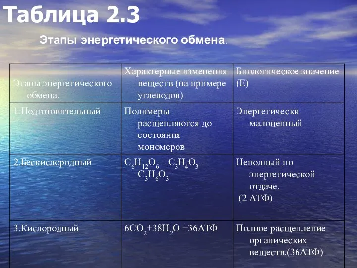 Таблица 2.3 Этапы энергетического обмена.