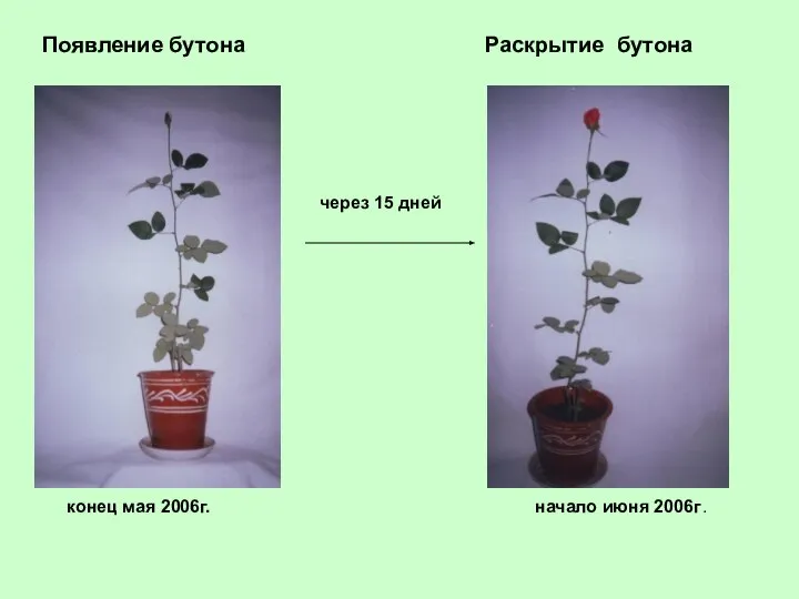 Появление бутона Раскрытие бутона через 15 дней конец мая 2006г. начало июня 2006г.