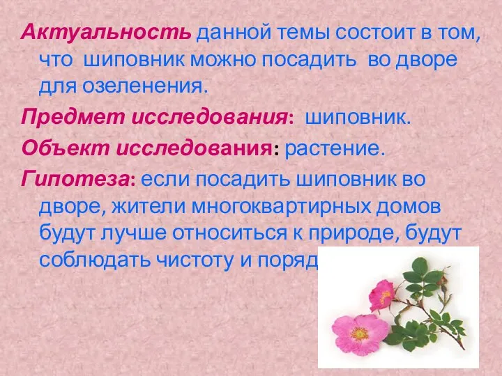 Актуальность данной темы состоит в том, что шиповник можно посадить во