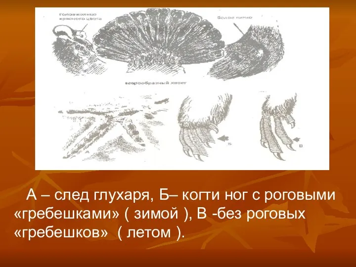 А – след глухаря, Б– когти ног с роговыми «гребешками» (