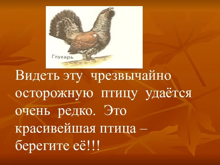 Видеть эту чрезвычайно осторожную птицу удаётся очень редко. Это красивейшая птица – берегите её!!!