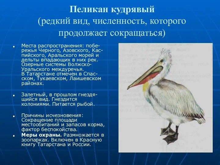 Пеликан кудрявый (редкий вид, численность, которого продолжает сокращаться) Места распространения: побе-режья