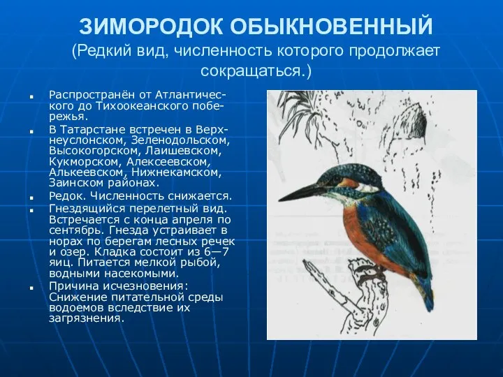 ЗИМОРОДОК ОБЫКНОВЕННЫЙ (Редкий вид, численность которого продолжает сокращаться.) Распространён от Атлантичес-кого