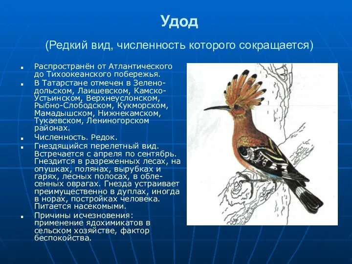 Удод (Редкий вид, численность которого сокращается) Распространён от Атлантического до Тихоокеанского