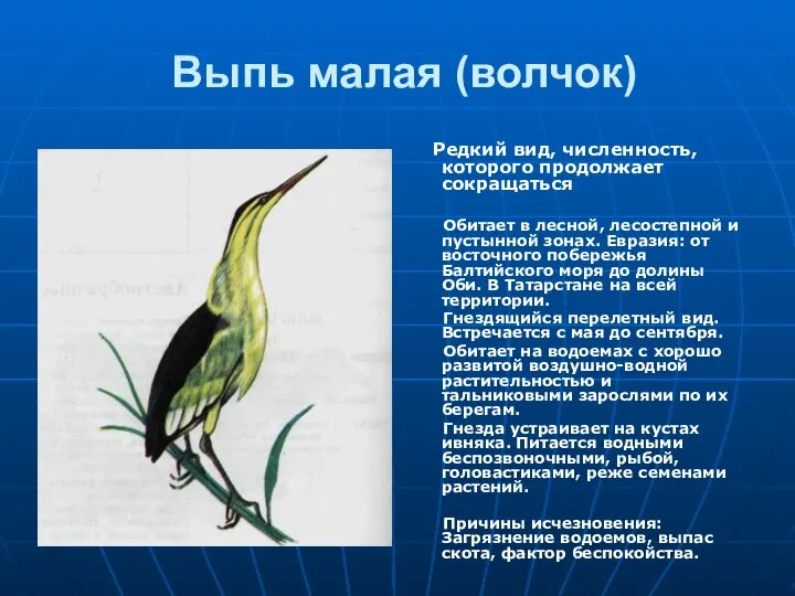 Выпь малая (волчок) Редкий вид, численность, которого продолжает сокращаться Обитает в