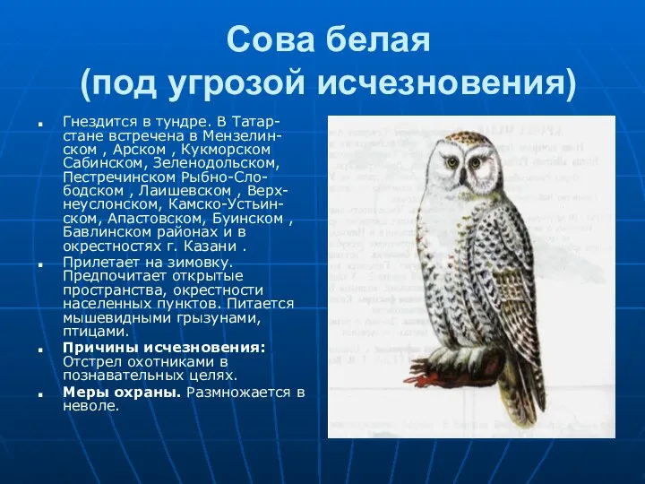 Сова белая (под угрозой исчезновения) Гнездится в тундре. В Татар-стане встречена