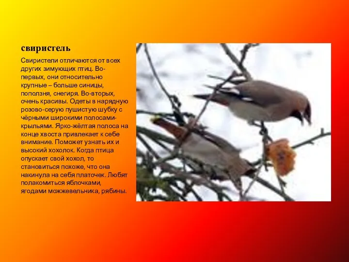 свиристель Свиристели отличаются от всех других зимующих птиц. Во-первых, они относительно