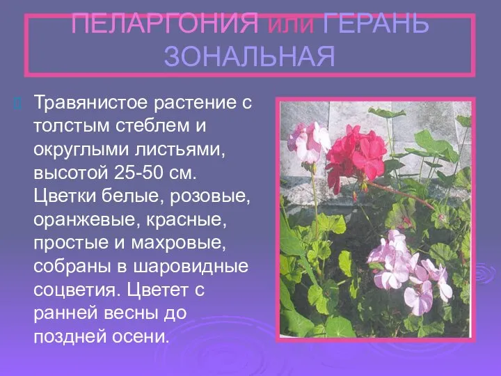 ПЕЛАРГОНИЯ или ГЕРАНЬ ЗОНАЛЬНАЯ Травянистое растение с толстым стеблем и округлыми