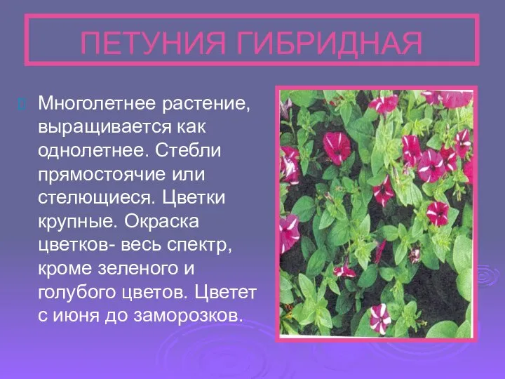 ПЕТУНИЯ ГИБРИДНАЯ Многолетнее растение, выращивается как однолетнее. Стебли прямостоячие или стелющиеся.