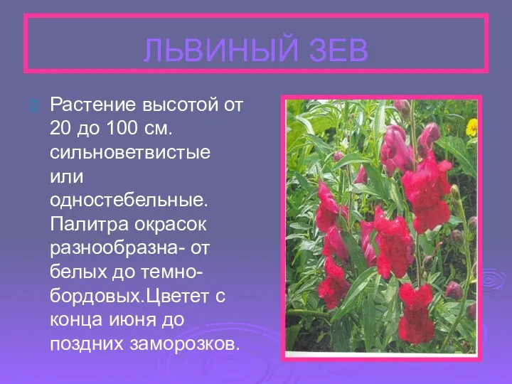 ЛЬВИНЫЙ ЗЕВ Растение высотой от 20 до 100 см.сильноветвистые или одностебельные.Палитра