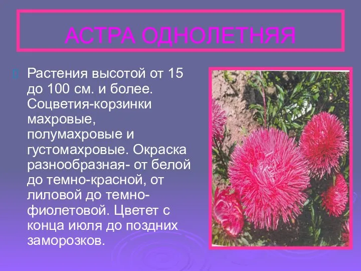 АСТРА ОДНОЛЕТНЯЯ Растения высотой от 15 до 100 см. и более.