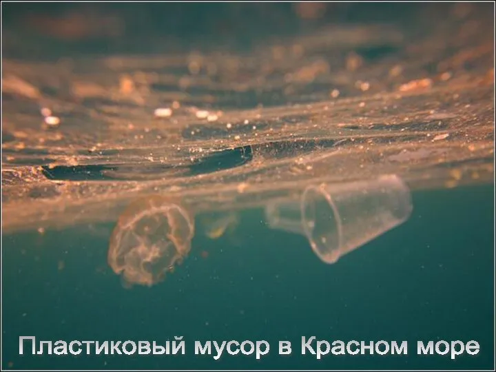 Пластиковый мусор в Красном море