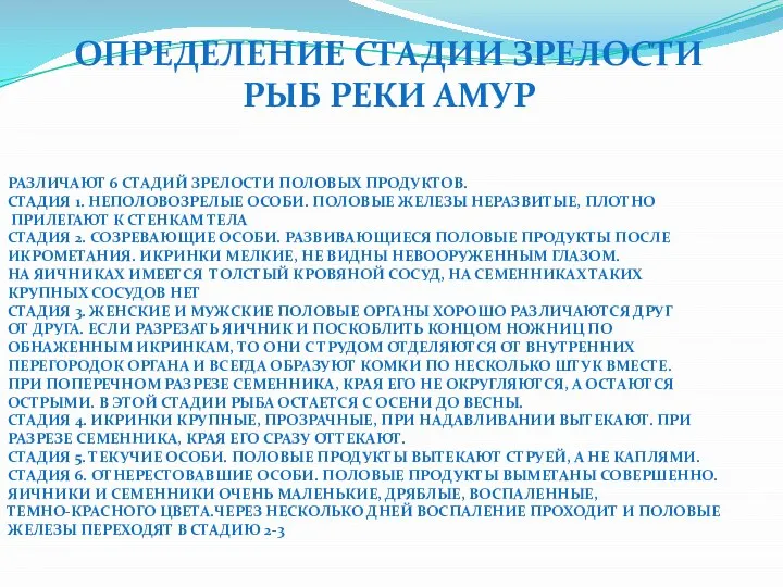 Определение стадии зрелости рыб реки амур Различают 6 стадий зрелости половых