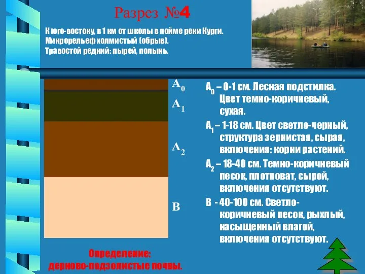 Разрез №4 А0 – 0-1 см. Лесная подстилка. Цвет темно-коричневый, сухая.