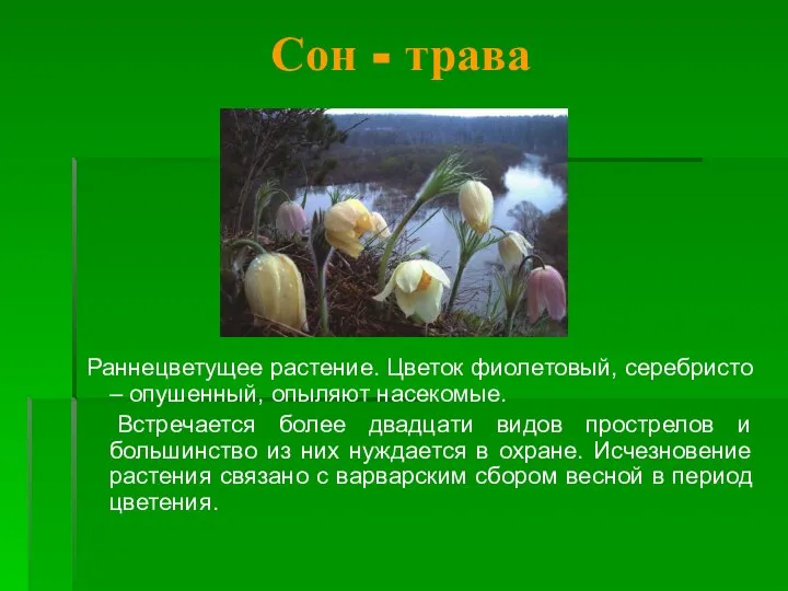 Сон - трава Раннецветущее растение. Цветок фиолетовый, серебристо – опушенный, опыляют