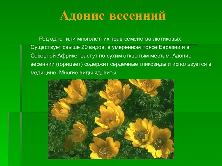 Адонис весенний Род одно- или многолетних трав семейства лютиковых. Существует свыше