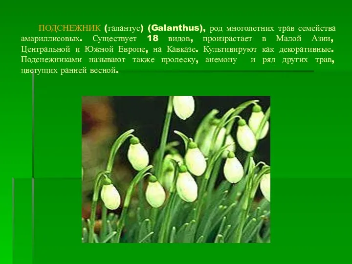 ПОДСНЕЖНИК (галантус) (Galanthus), род многолетних трав семейства амариллисовых. Существует 18 видов,