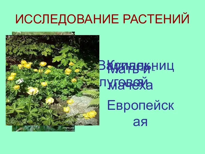 ИССЛЕДОВАНИЕ РАСТЕНИЙ Василек луговой Мать-и-мачеха Купальница Европейская