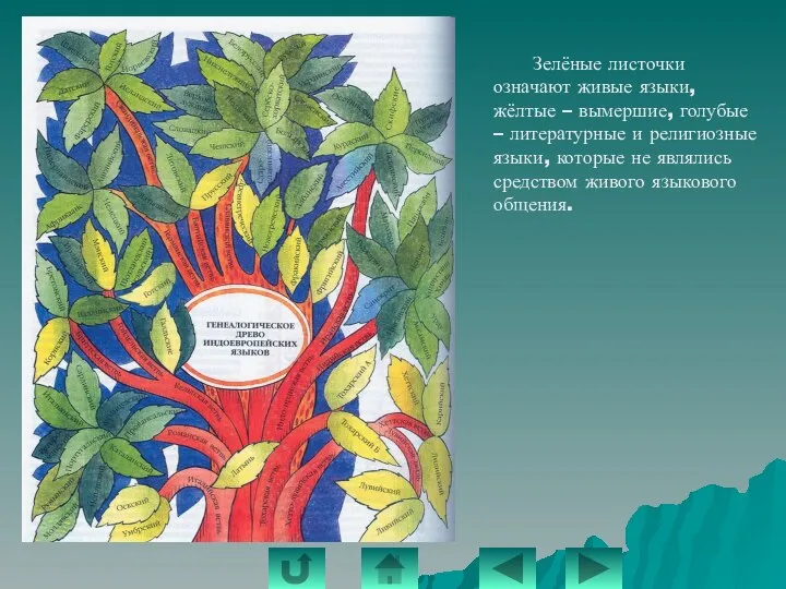 Зелёные листочки означают живые языки, жёлтые – вымершие, голубые – литературные