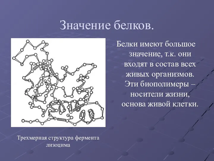 Значение белков. Белки имеют большое значение, т.к. они входят в состав