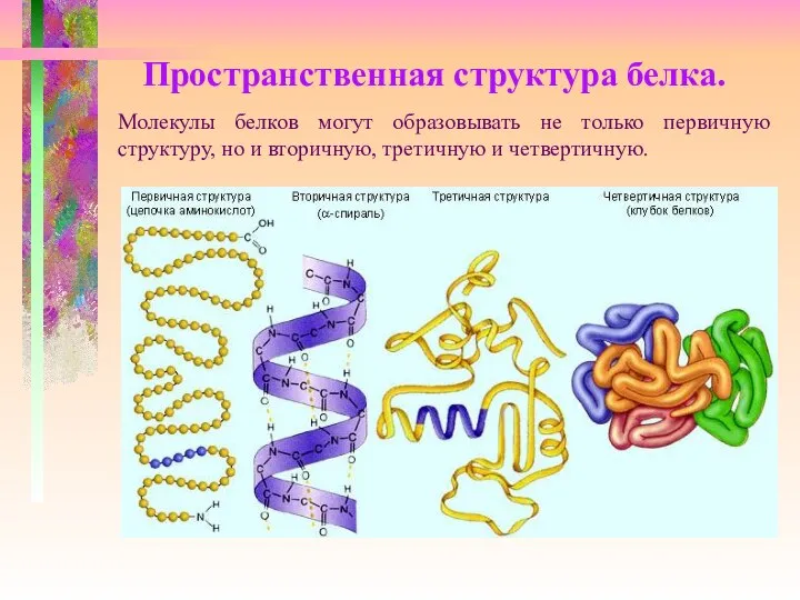 Пространственная структура белка. Молекулы белков могут образовывать не только первичную структуру,