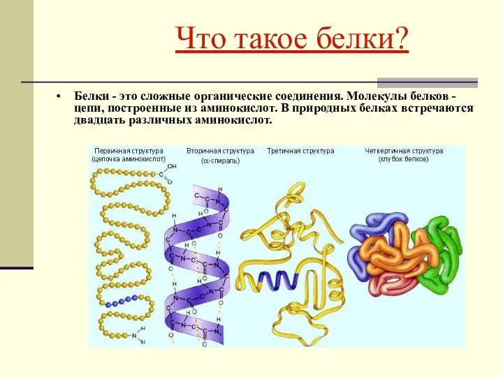 Что такое белки? Белки - это сложные органические соединения. Молекулы белков