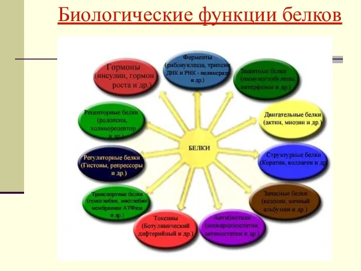 Биологические функции белков