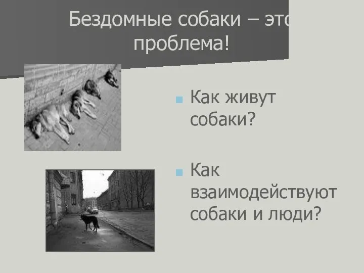 Бездомные собаки – это проблема! Как живут собаки? Как взаимодействуют собаки и люди?