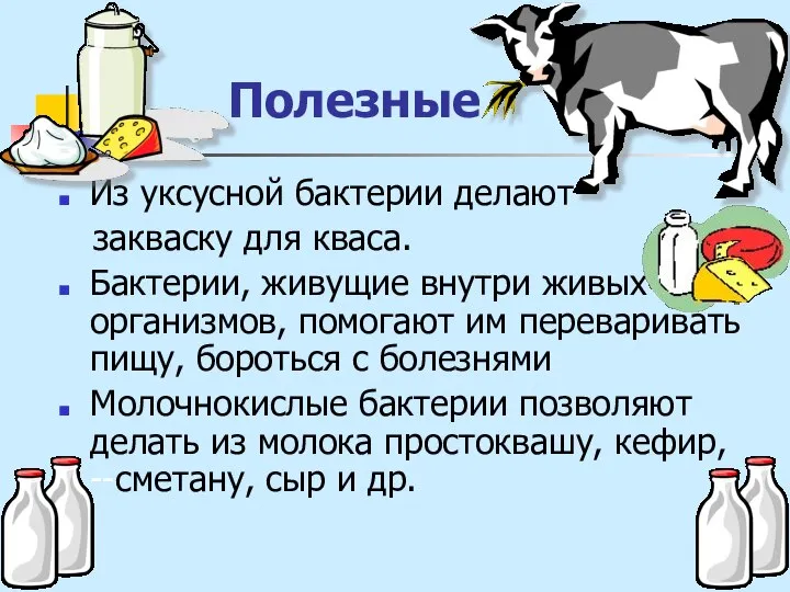 Полезные Из уксусной бактерии делают закваску для кваса. Бактерии, живущие внутри