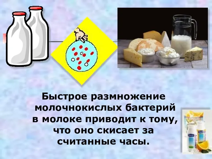 Быстрое размножение молочнокислых бактерий в молоке приводит к тому, что оно скисает за считанные часы.