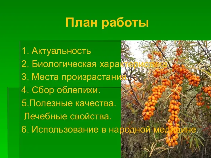 План работы 1. Актуальность 2. Биологическая характеристика. 3. Места произрастания. 4.