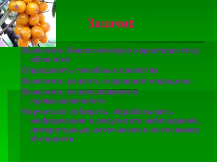 Задачи: Выяснить биологическую характеристику облепихи Определить лечебные свойства Выяснить рецепты народной