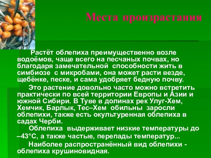 Места произрастания Растёт облепиха преимущественно возле водоёмов, чаще всего на песчаных