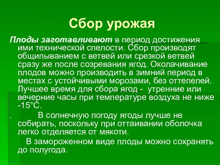 Сбор урожая Плоды заготавливают в период достижения ими технической спелости. Сбор