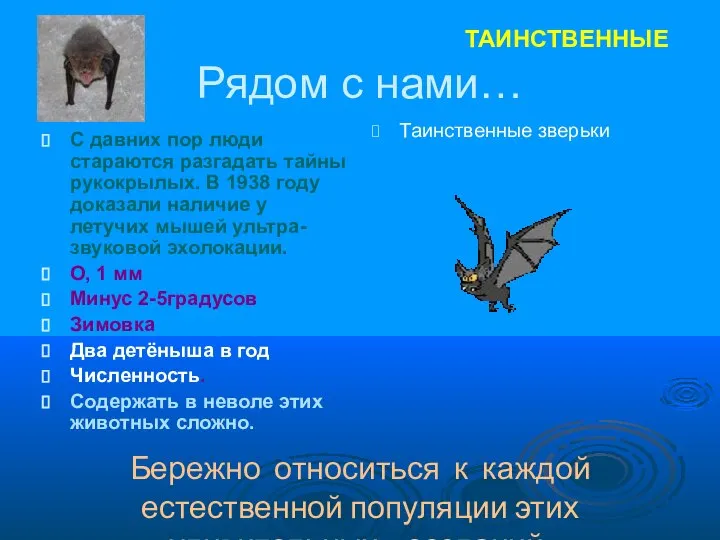 Рядом с нами… С давних пор люди стараются разгадать тайны рукокрылых.