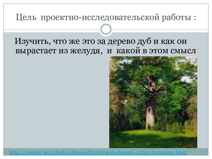 Цель проектно-исследовательской работы : Изучить, что же это за дерево дуб