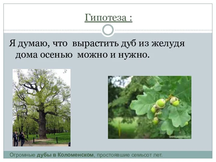 Гипотеза : Я думаю, что вырастить дуб из желудя дома осенью