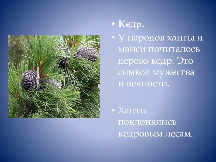 Кедр. У народов ханты и манси почиталось дерево кедр. Это символ