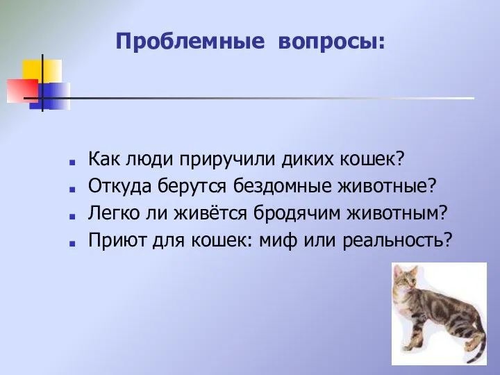 Проблемные вопросы: Как люди приручили диких кошек? Откуда берутся бездомные животные?