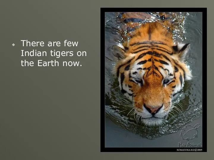 There are few Indian tigers on the Earth now.