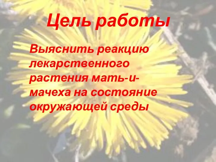 Цель работы Выяснить реакцию лекарственного растения мать-и-мачеха на состояние окружающей среды