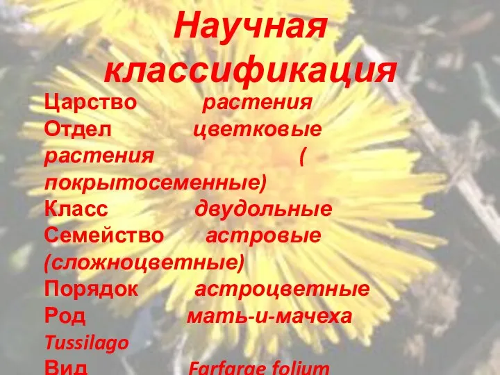 Научная классификация Царство растения Отдел цветковые растения ( покрытосеменные) Класс двудольные