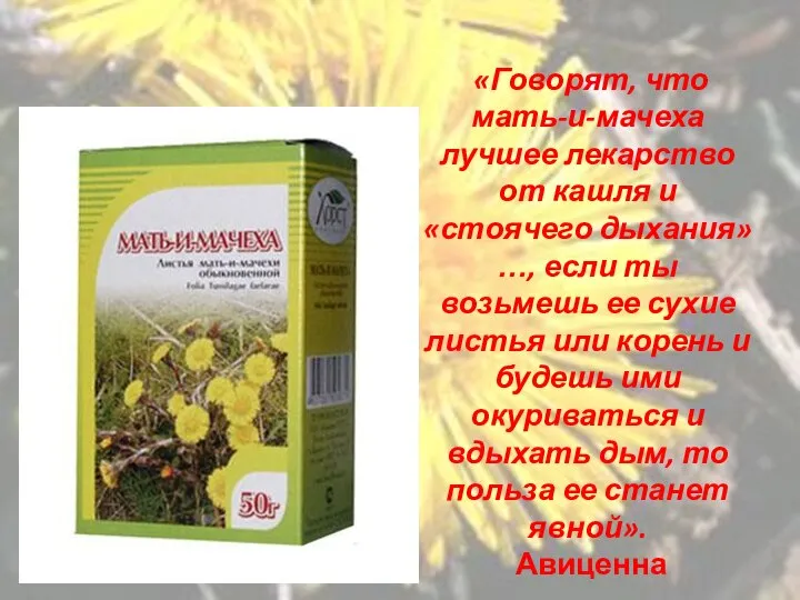 «Говорят, что мать-и-мачеха лучшее лекарство от кашля и «стоячего дыхания»…, если