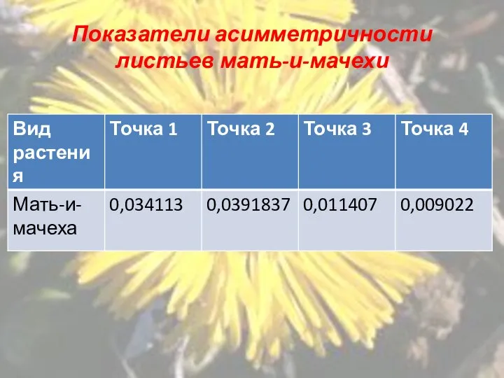 Показатели асимметричности листьев мать-и-мачехи