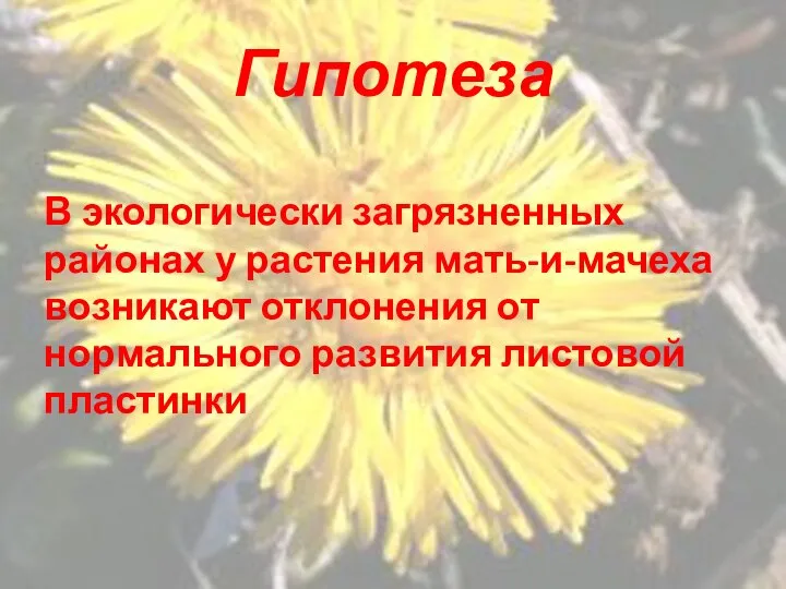 Гипотеза В экологически загрязненных районах у растения мать-и-мачеха возникают отклонения от нормального развития листовой пластинки